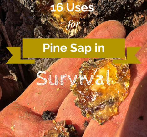 sap pine uses wilderness survival reliance sticky self situation scavenging saving turn resources