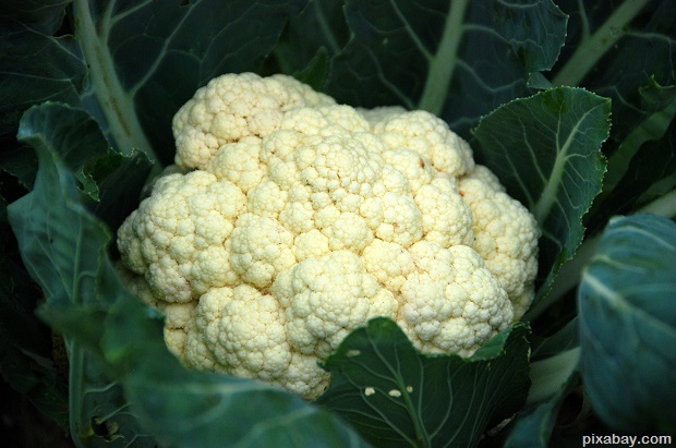 cauliflower-651402_1920