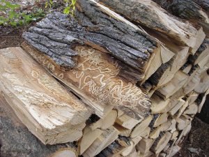 firewood