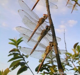Dragonflies1