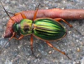 Ground-Beetles1