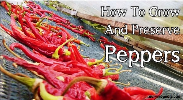 grow-peppers