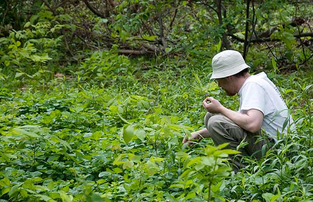 Wild Edibles You Can Eat-Lists EdiblePlants