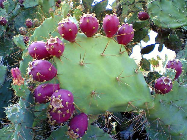Prickly_pear