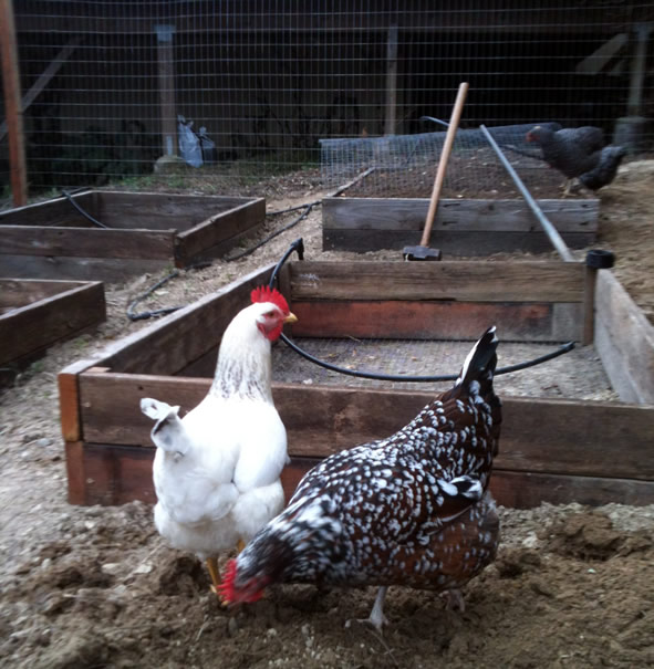 fencing-with-chickens2