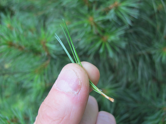 pine-needle