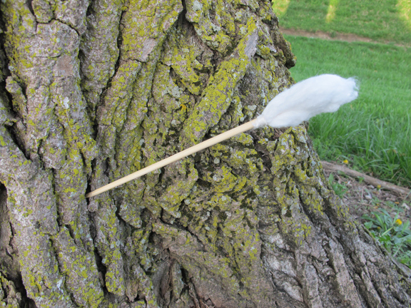 tampon-dart-in-tree