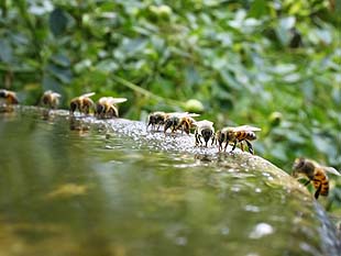 Bee Gathering