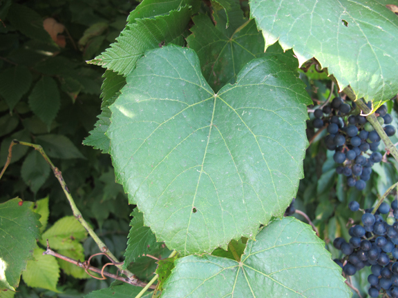wild-grape-leaves