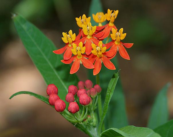 604px-Asclepias_curassavica_Mexican_Butterfly_Weed_W_IMG_1570