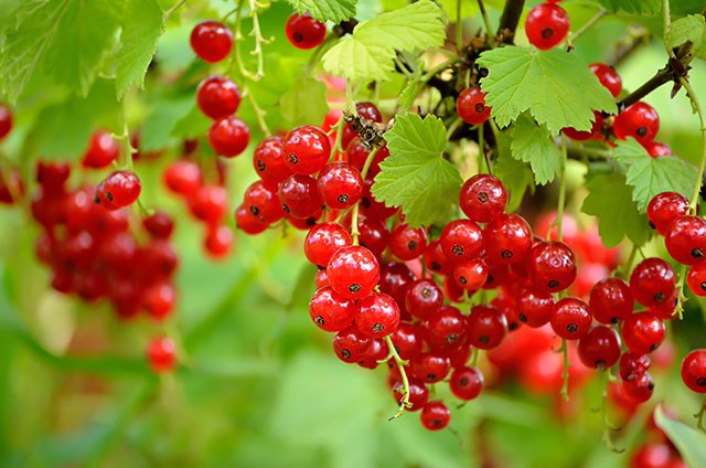 Currants