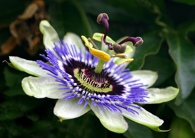 PassionFlower