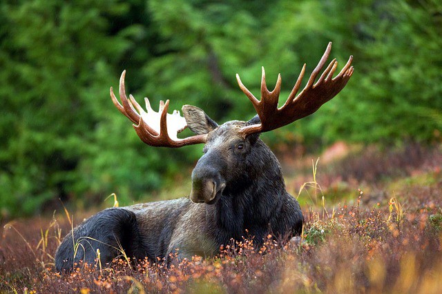 moose-70254_640