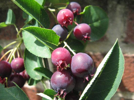 serviceberryripecloseup1