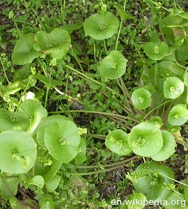 Claytonia_perfoliata_2003-05-19