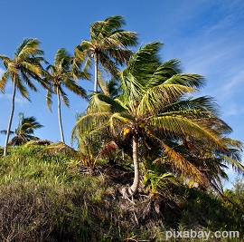 palm-trees-669328
