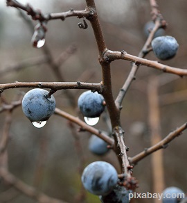 sloe-625743