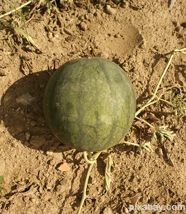 watermelon-445886