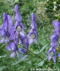 1-Aconitum1