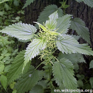 3-Stinging-Nettle