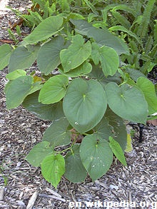 4-Kava-Kava