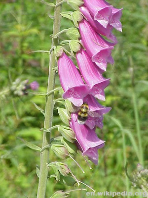 6-Foxglove