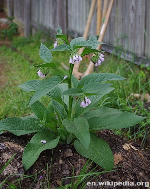 7-Comfrey