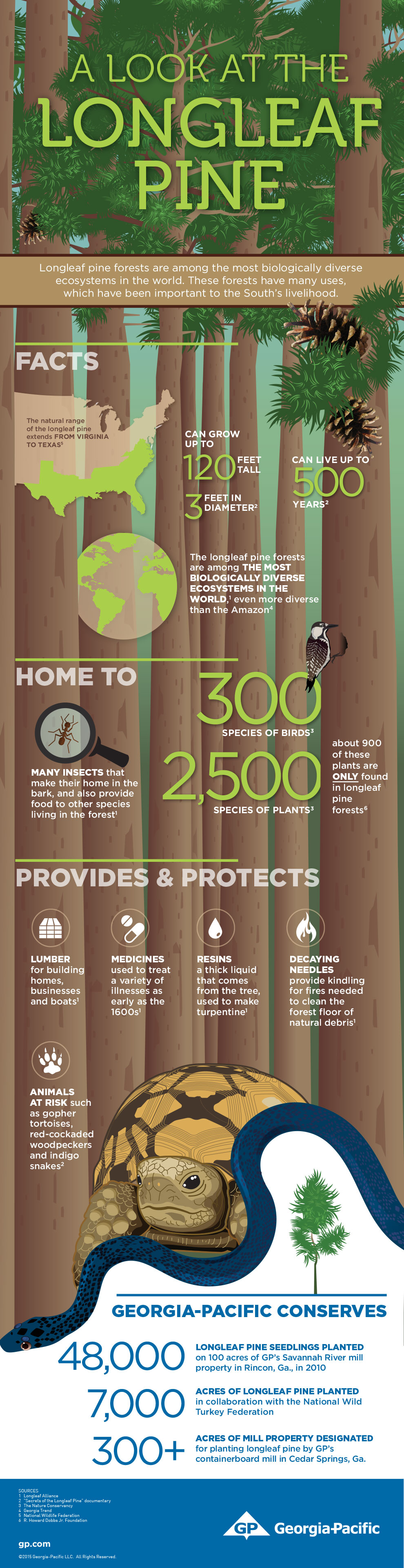 GP-Longleaf-Infographic