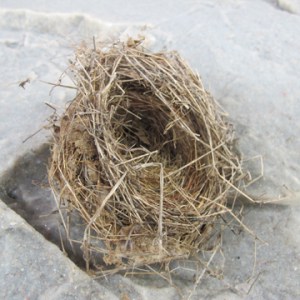 bird-nest