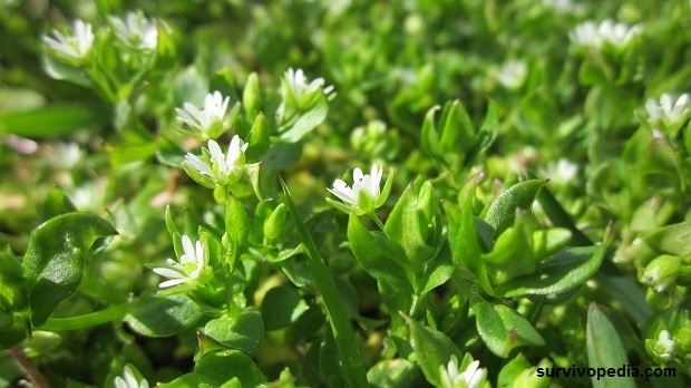 chickweed