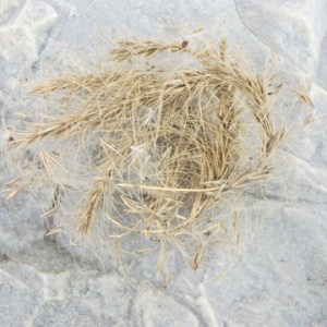 dryseedheads