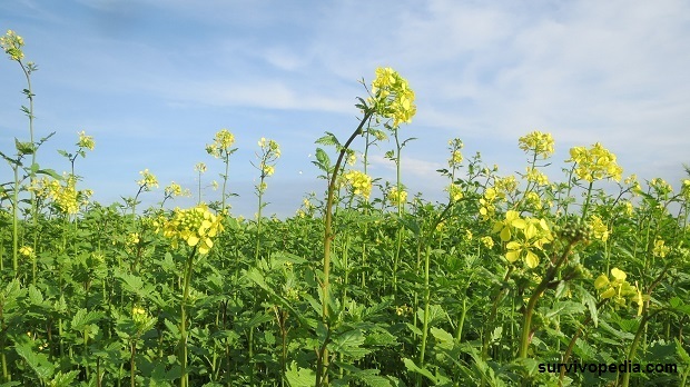 field-mustard