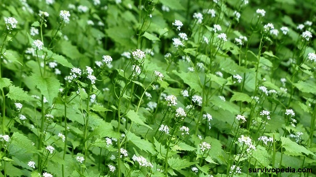 garlic-mustard