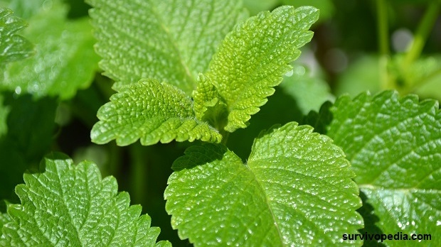 lemon-balm