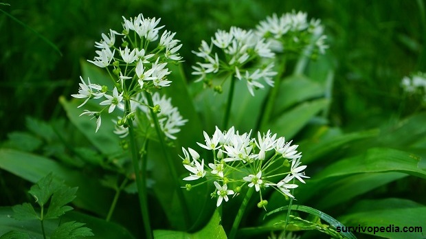 wild-garlic