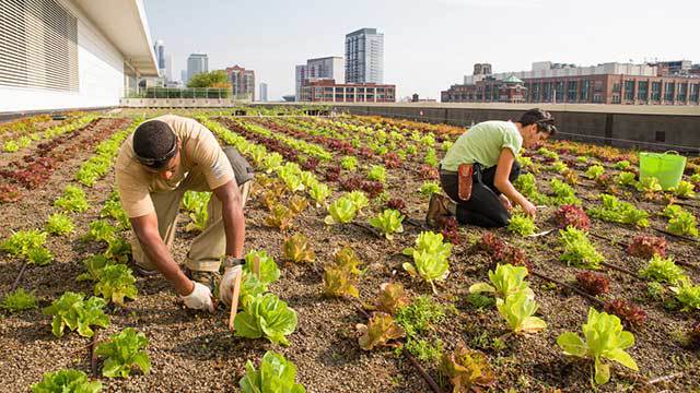 RoofTopGarden