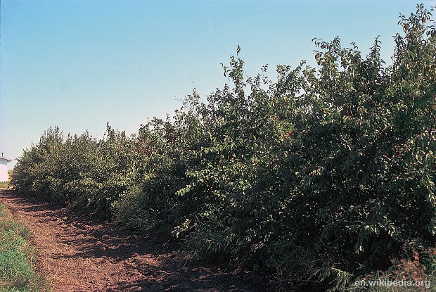 American-Plum-WIki