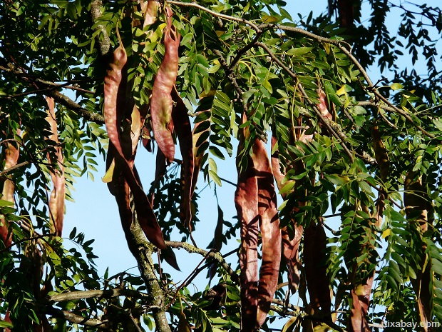 Honey-Locust-seed-pods-60377_1920