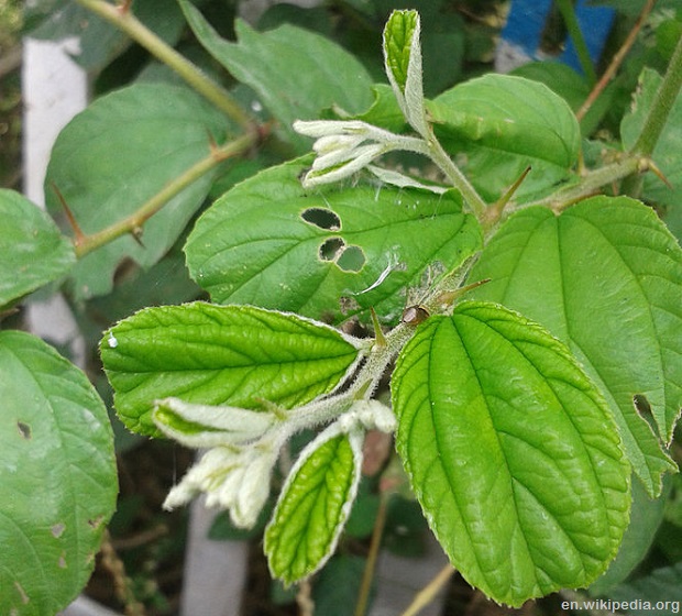 Ziziphus_jujuba_Foliage_at_Ammuguda_01-wiki