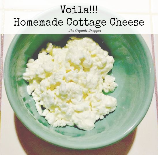 homemade-cottage-cheese