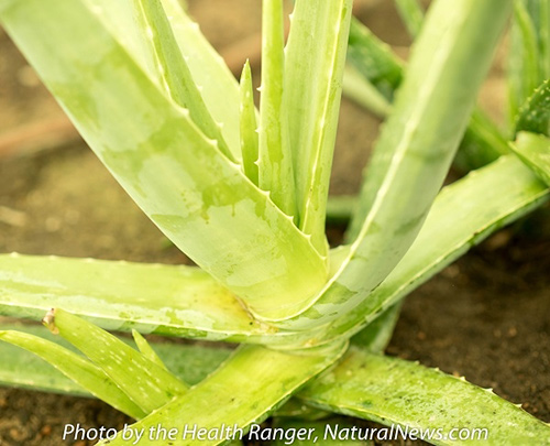 aloe-vera-first-aid-500