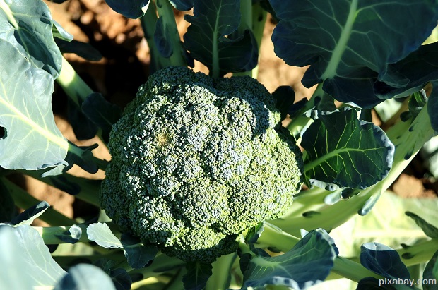 broccoli-992710_1920