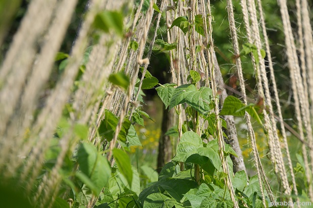 climbing-plant-395923_1920