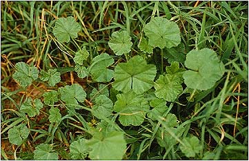 medicinal-plant-common-mallow