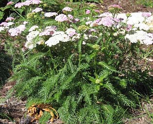 medicinal-plant-yarrow