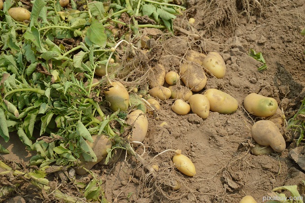 potato-373822_1920