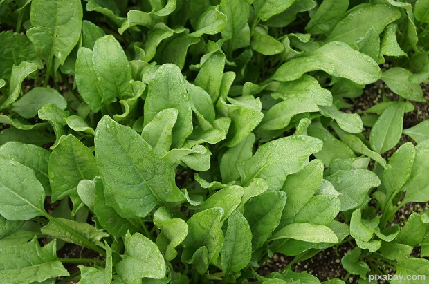 spinach-506616_1920